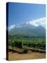 South Africa, Cape Winelands. Vineyards Near Stellenbosch-Fraser Hall-Stretched Canvas