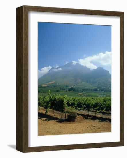 South Africa, Cape Winelands. Vineyards Near Stellenbosch-Fraser Hall-Framed Photographic Print