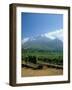 South Africa, Cape Winelands. Vineyards Near Stellenbosch-Fraser Hall-Framed Photographic Print
