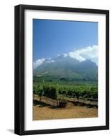 South Africa, Cape Winelands. Vineyards Near Stellenbosch-Fraser Hall-Framed Photographic Print