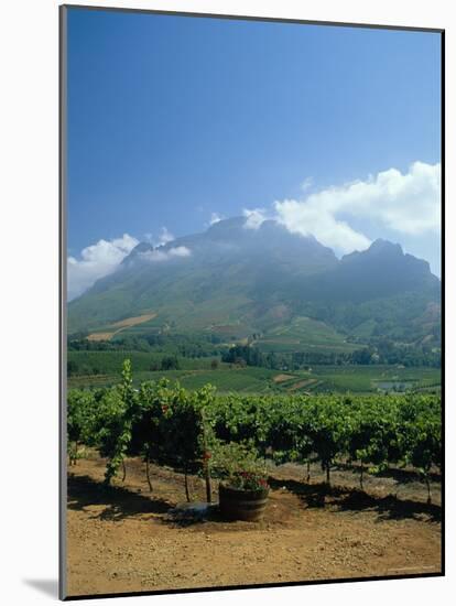 South Africa, Cape Winelands. Vineyards Near Stellenbosch-Fraser Hall-Mounted Photographic Print