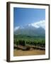 South Africa, Cape Winelands. Vineyards Near Stellenbosch-Fraser Hall-Framed Photographic Print