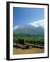 South Africa, Cape Winelands. Vineyards Near Stellenbosch-Fraser Hall-Framed Photographic Print