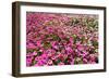 South Africa, Capetown, the Company's Garden, Petunias-Catharina Lux-Framed Photographic Print