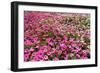 South Africa, Capetown, the Company's Garden, Petunias-Catharina Lux-Framed Photographic Print