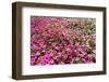 South Africa, Capetown, the Company's Garden, Petunias-Catharina Lux-Framed Photographic Print