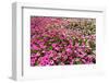 South Africa, Capetown, the Company's Garden, Petunias-Catharina Lux-Framed Photographic Print