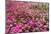 South Africa, Capetown, the Company's Garden, Petunias-Catharina Lux-Mounted Photographic Print