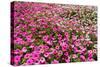 South Africa, Capetown, the Company's Garden, Petunias-Catharina Lux-Stretched Canvas