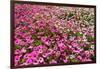 South Africa, Capetown, the Company's Garden, Petunias-Catharina Lux-Framed Photographic Print