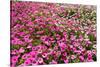 South Africa, Capetown, the Company's Garden, Petunias-Catharina Lux-Stretched Canvas