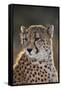 South Africa, Cheetah Looking Away-Amos Nachoum-Framed Stretched Canvas
