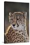 South Africa, Cheetah Looking Away-Amos Nachoum-Stretched Canvas
