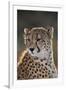 South Africa, Cheetah Looking Away-Amos Nachoum-Framed Photographic Print