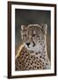 South Africa, Cheetah Looking Away-Amos Nachoum-Framed Photographic Print