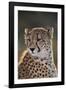 South Africa, Cheetah Looking Away-Amos Nachoum-Framed Photographic Print