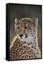 South Africa, Cheetah Looking Away-Amos Nachoum-Framed Stretched Canvas