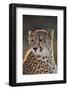 South Africa, Cheetah Looking Away-Amos Nachoum-Framed Photographic Print