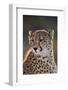 South Africa, Cheetah Looking Away-Amos Nachoum-Framed Photographic Print