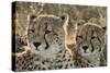 South Africa, Close-Up of Cheetahs-Amos Nachoum-Stretched Canvas