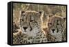 South Africa, Close-Up of Cheetahs-Amos Nachoum-Framed Stretched Canvas