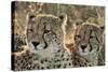 South Africa, Close-Up of Cheetahs-Amos Nachoum-Stretched Canvas