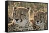 South Africa, Close-Up of Cheetahs-Amos Nachoum-Framed Stretched Canvas