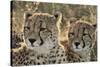 South Africa, Close-Up of Cheetahs-Amos Nachoum-Stretched Canvas