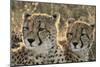 South Africa, Close-Up of Cheetahs-Amos Nachoum-Mounted Photographic Print