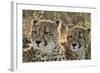 South Africa, Close-Up of Cheetahs-Amos Nachoum-Framed Photographic Print