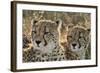 South Africa, Close-Up of Cheetahs-Amos Nachoum-Framed Photographic Print