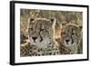 South Africa, Close-Up of Cheetahs-Amos Nachoum-Framed Photographic Print