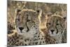South Africa, Close-Up of Cheetahs-Amos Nachoum-Mounted Photographic Print