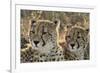 South Africa, Close-Up of Cheetahs-Amos Nachoum-Framed Photographic Print