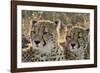 South Africa, Close-Up of Cheetahs-Amos Nachoum-Framed Photographic Print