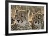 South Africa, Close-Up of Cheetahs-Amos Nachoum-Framed Photographic Print