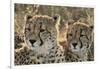 South Africa, Close-Up of Cheetahs-Amos Nachoum-Framed Photographic Print