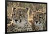 South Africa, Close-Up of Cheetahs-Amos Nachoum-Framed Photographic Print