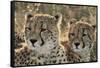 South Africa, Close-Up of Cheetahs-Amos Nachoum-Framed Stretched Canvas