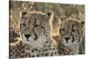 South Africa, Close-Up of Cheetahs-Amos Nachoum-Stretched Canvas