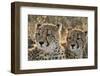 South Africa, Close-Up of Cheetahs-Amos Nachoum-Framed Photographic Print