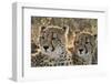 South Africa, Close-Up of Cheetahs-Amos Nachoum-Framed Photographic Print