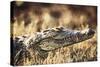 South Africa, Close-Up of Crocodile-Amos Nachoum-Stretched Canvas