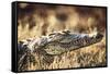 South Africa, Close-Up of Crocodile-Amos Nachoum-Framed Stretched Canvas