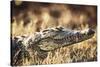 South Africa, Close-Up of Crocodile-Amos Nachoum-Stretched Canvas