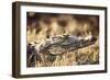 South Africa, Close-Up of Crocodile-Amos Nachoum-Framed Photographic Print