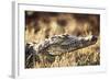 South Africa, Close-Up of Crocodile-Amos Nachoum-Framed Photographic Print