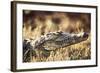 South Africa, Close-Up of Crocodile-Amos Nachoum-Framed Photographic Print