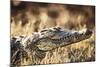 South Africa, Close-Up of Crocodile-Amos Nachoum-Mounted Photographic Print