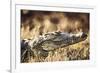 South Africa, Close-Up of Crocodile-Amos Nachoum-Framed Photographic Print